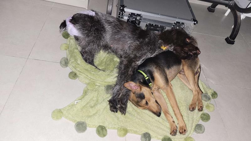 Luna y Lucky acurrucándose