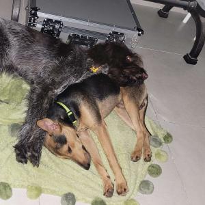 Acogiendo a Lucky el Perro